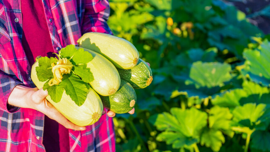 Bašta u avgustu: Za jesenju berbu posejte još jednu turu tikvica, šargarepu, blitvu