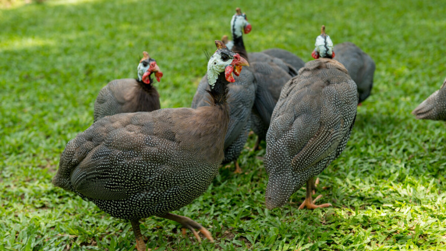 Brani kuću od zmija, lisica i lopova?