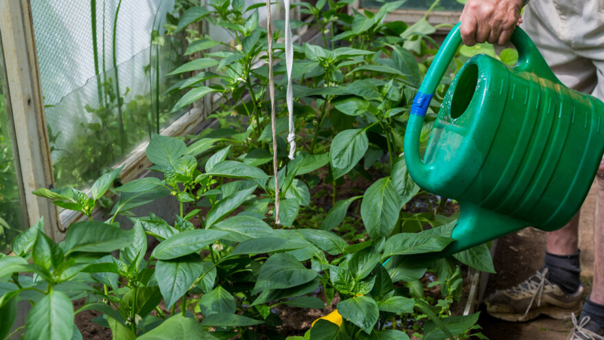 Zaštitite povrće, otjerajte kukce i lisne uši jednim sredstvom - hidrogen peroksidom