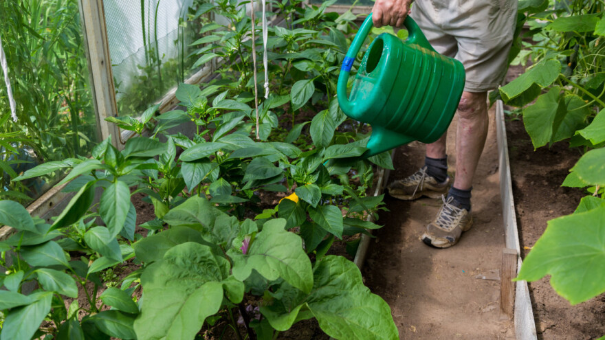 Oterajte insekte i lisne vaši jednim sredstvom - hidrogen peroksidom