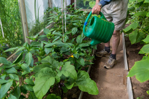 Zaštitite povrće, otjerajte insekte i lisne uši jednim sredstvom - hidrogen peroksidom