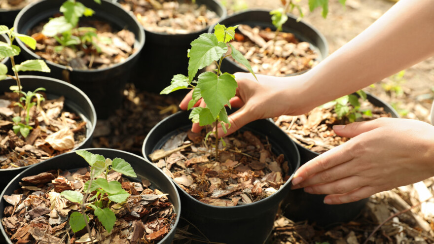 Breza: Zašto je posaditi i kako brinuti o njoj?