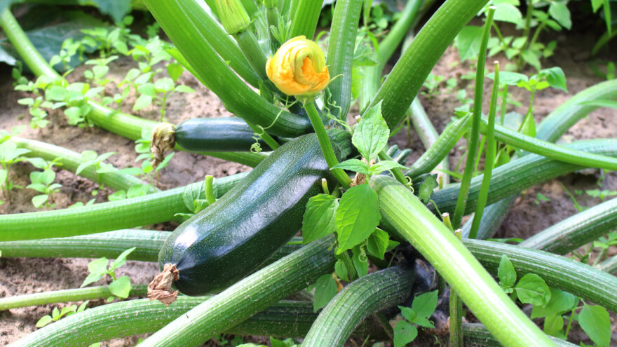 Za tikvice plodored nije bitan - rod nikada neće izostati