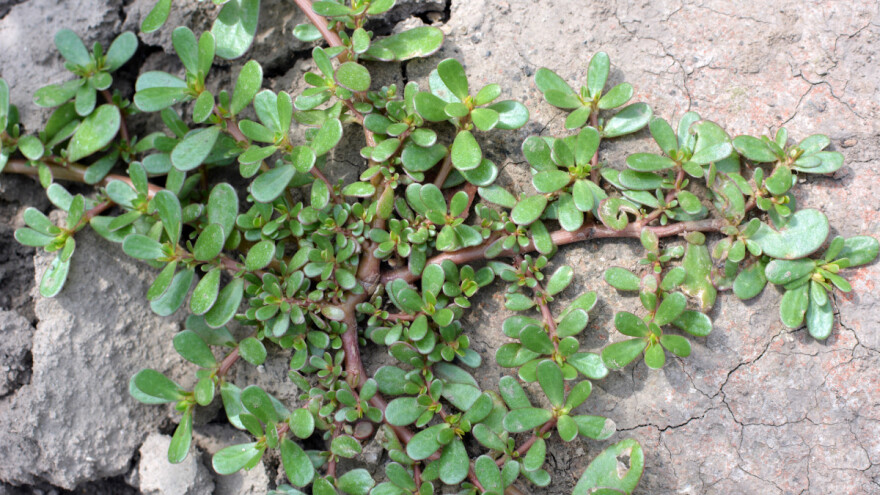 Tušt se često smatra korovom, ali to je hranjiva biljka koja se lako uzgaja