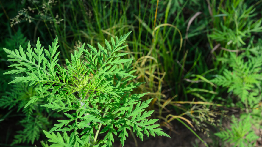 Ambrozija: Invazivna, neuništiva, opasna za gajene kulture i ljude, ali i ljekovita?