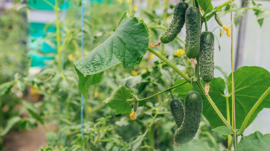 Biološka zaštita sve važnija - kako ju provesti?