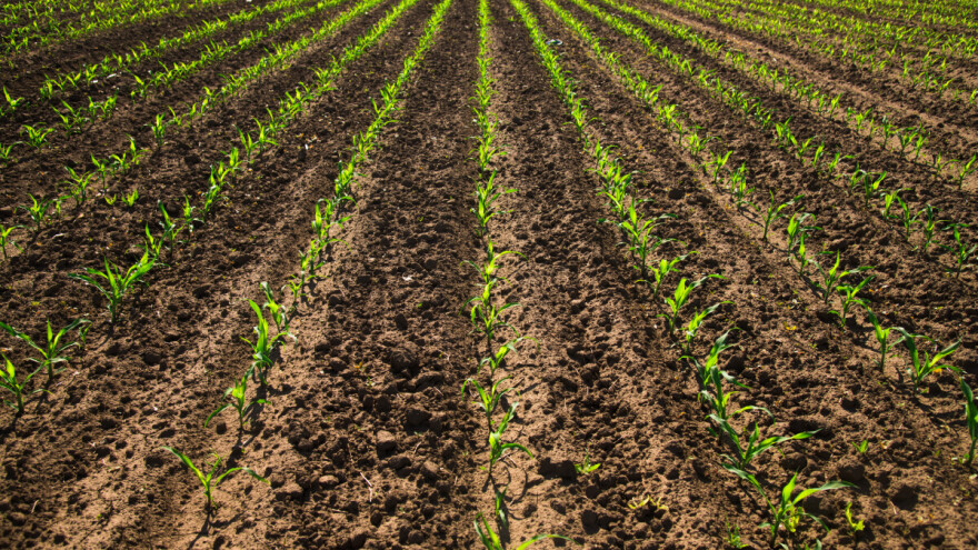 Mikoriza kao zamena za đubriva i pesticide?