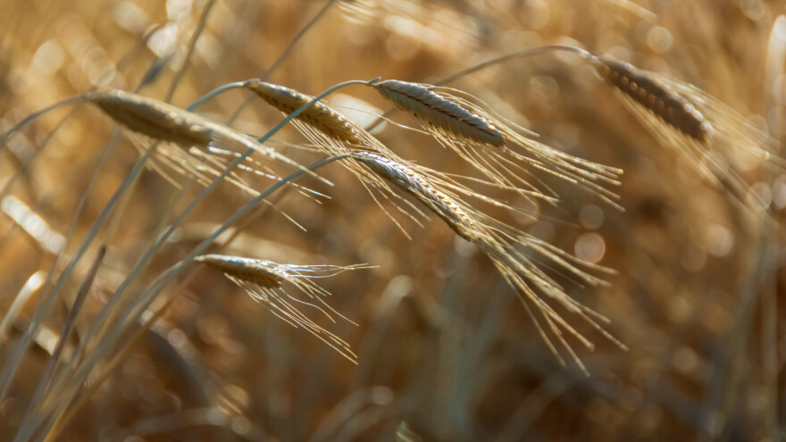 Poprskao im i uništio četiri hektara ekološkog pira?!
