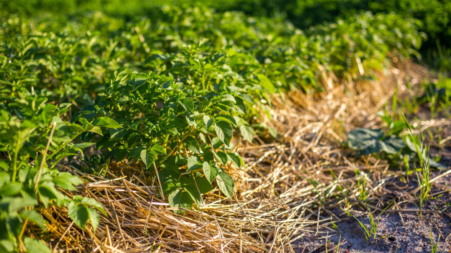 Malčiranje krompira postaje globalni trend - zašto?