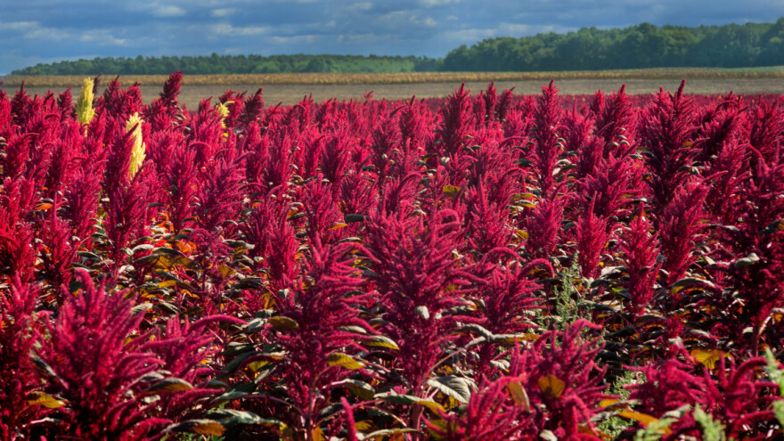 Pseudožito: Štir ili amarant sve je interesantniji za proizvođače