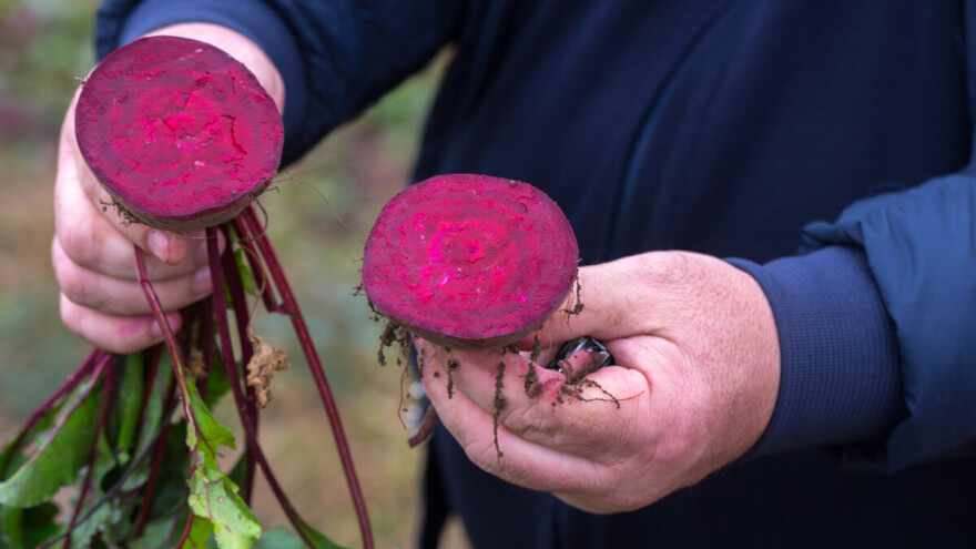Liječi li cikla anemiju?