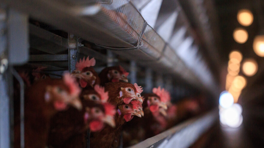 Još 300.000 nesilica platilo danak zbog ptičje gripe