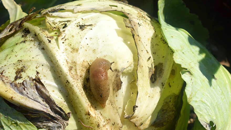 Puževe ćete najlakše namamiti pivom, a otjerati čili paprikom