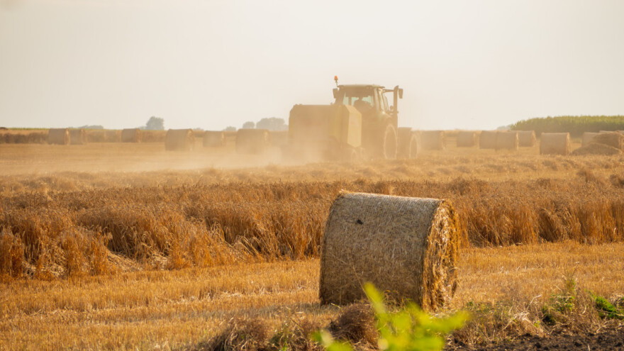 Žitarice najugroženije: Zadnjih godina zabilježeni tri puta veći gubici prinosa u EU