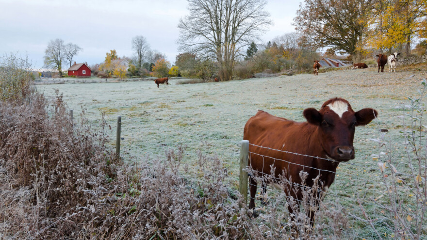 Osjetno hladnije ove sedmice - stižu kiša, snijeg i mraz