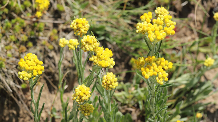 Smilje daje do 12 kg etiričnog ulja po hektaru: Rešava probleme na koži