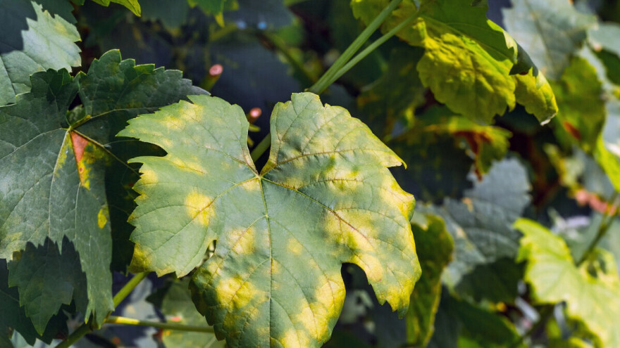Zlatasto žutilo vinove loze može biti pogubno po rod. Evo kako da ga prepoznate i suzbijete