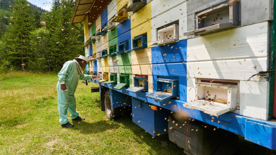 Za opstanak pčela i pčelara na 100 hektara potrebno sedam odsto medonosnog bilja?
