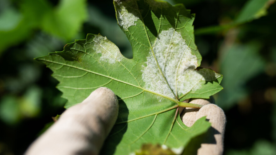 Vinogradi na udaru plamenjače, pepelnice i crne pjegavosti