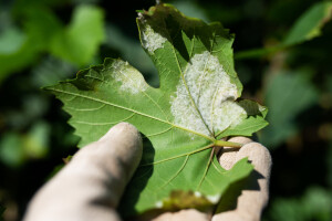 Vinogradi na udaru plamenjače, pepelnice i crne pjegavosti