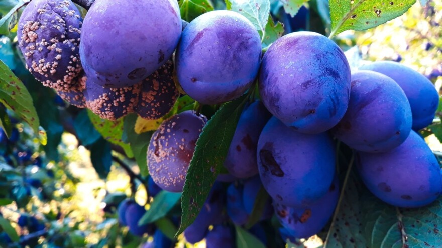 Sodom bikarbonom i praškom za pecivo sprečite trulež šljiva