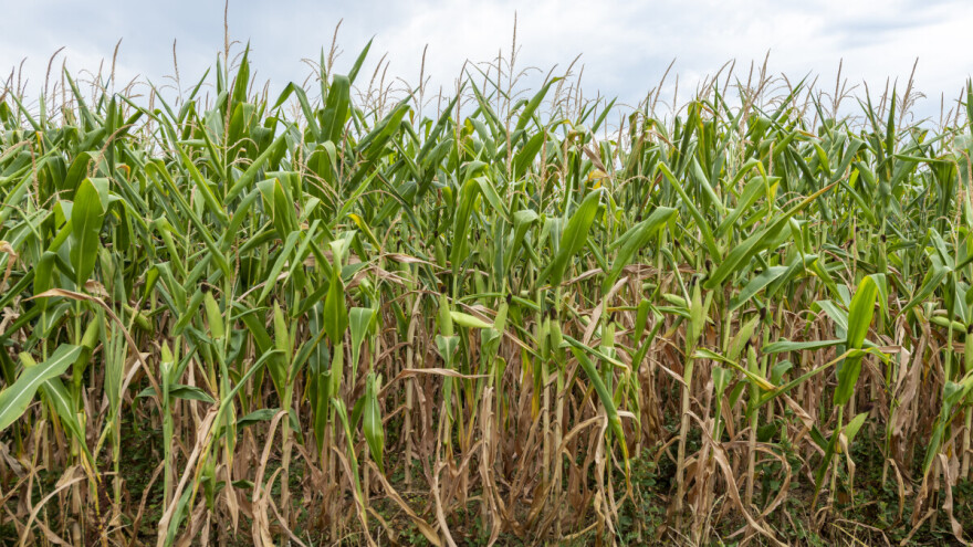 Juli bi mogao razočarati poljoprivrednike: Nakon kiše, još jedan toplotni val