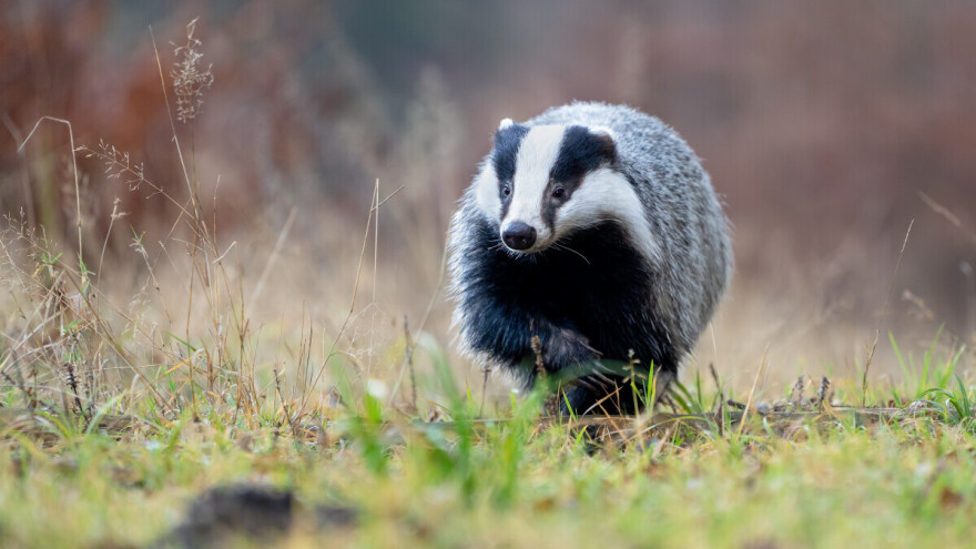 Oglašava se groktanjem, jede sve pred sobom