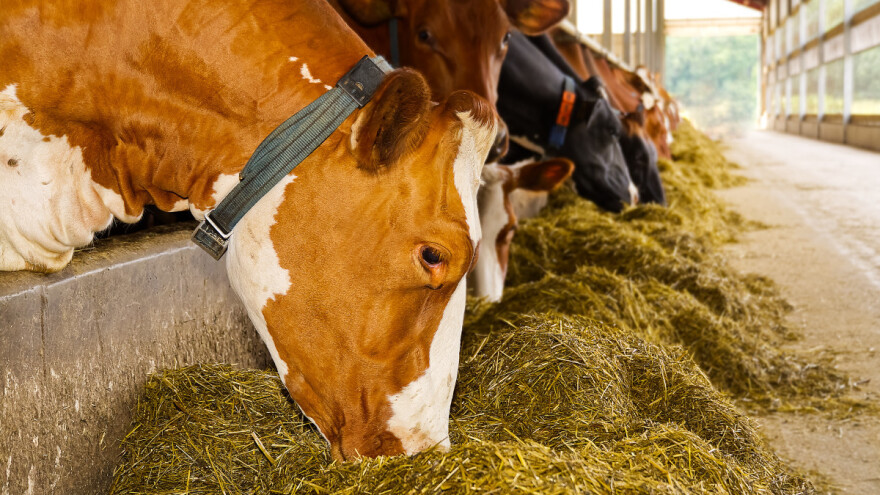 Postoje tri načina ishrane junadi u tovu: Koji su to?