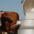 DZS: Proizvodnja kravljeg mlijeka smanjena za preko 17 posto