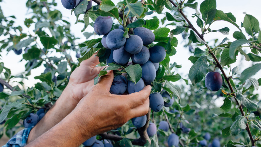 Dani šljive Prozor – Rama 2023