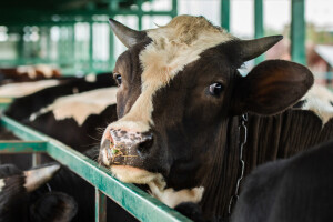 Sa krave na kravu - virus ptičjeg gripa se prenosi i u mleko