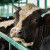 Sa krave na kravu - virus ptičjeg gripa se prenosi i u mleko