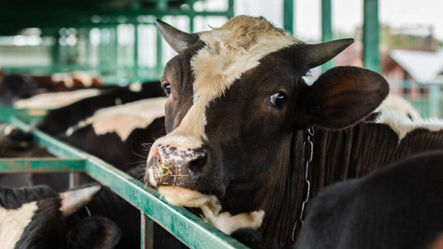 Sa krave na kravu - virus ptičjeg gripa se prenosi i u mleko