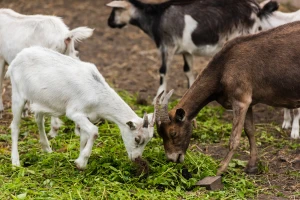 Kada, kako i zašto obaviti obezrožavanje jaradi?