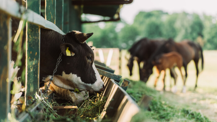 Oprezno nakon košenja: Stoka neće jesti "upaljeno" seno