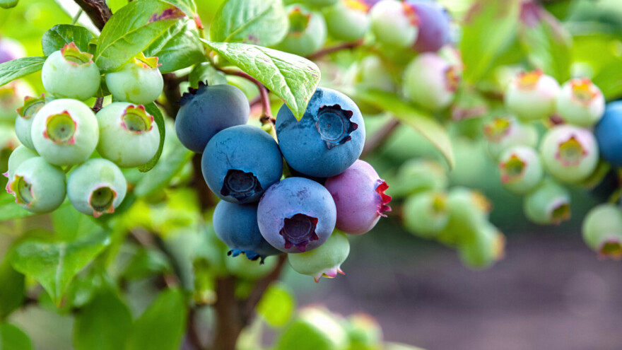 Uzgoj američkih borovnica