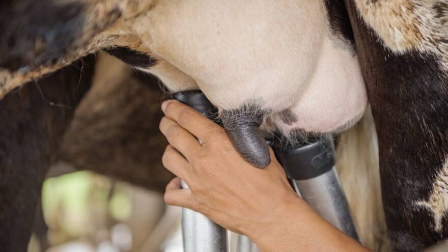 Kako proizvoditi higijenski ispravno mlijeko?