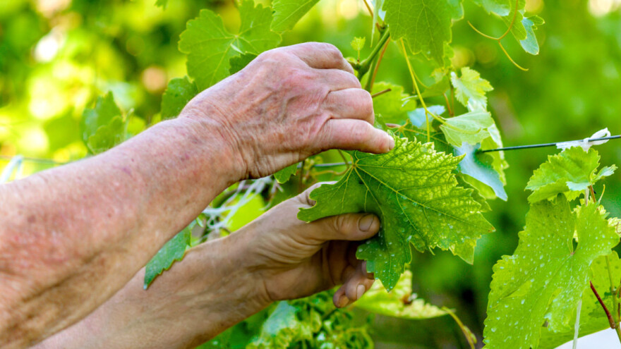 Kako zaštititi čokote vinove loze od eske?