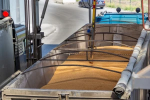 Veća aktivnost na tržištu soje, pšenica - 20 din/kg bez PDV-a