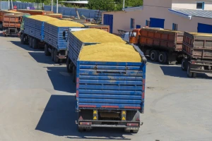 Raste cena kukuruza, pšenice i soje na Produktnoj berzi