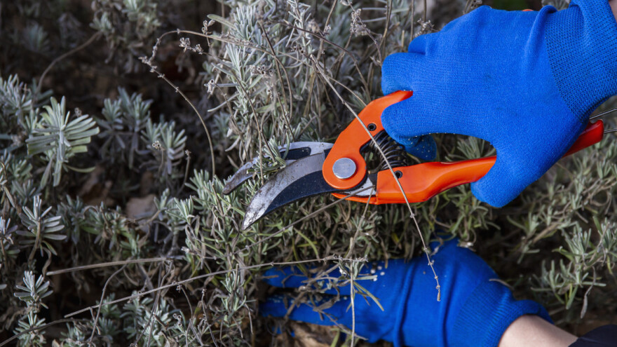 Zašto je važna jesenska rezidba lavande?