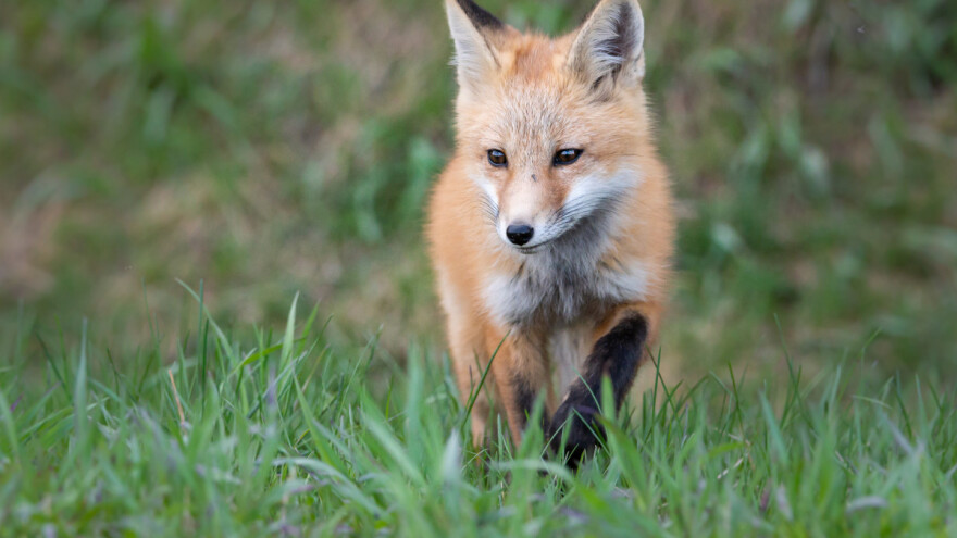 Započela oralna vakcinacija lisica - kućne ljubimce držite pod nadzorom