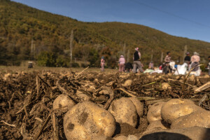Domaći krompir propada u skladištima čekajući uvođenje prelvmana - bezuspješno?!