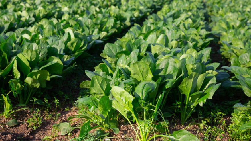 Zaštitite špinat od plamenjače prirodnim sredstvima