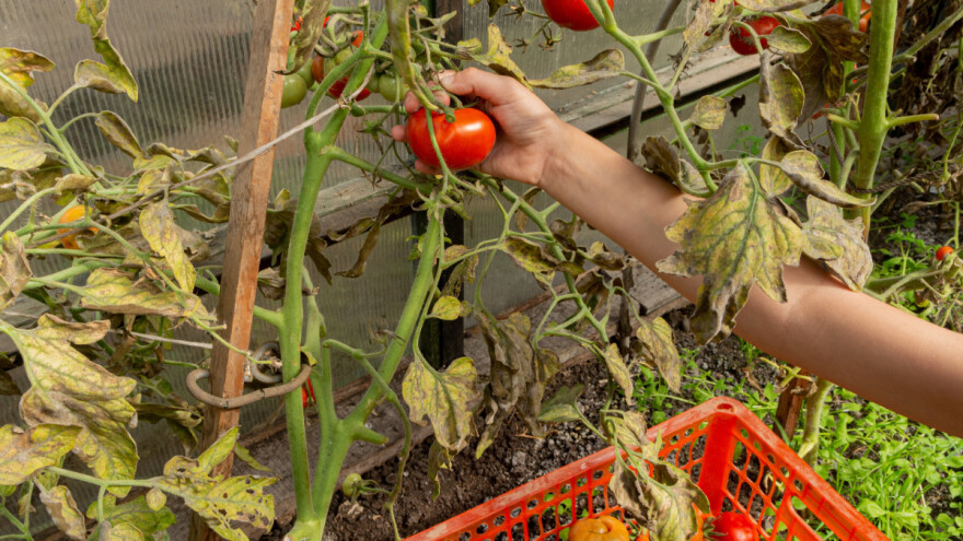 Pljesnjivost lista rajčice - kako je prepoznati i tretirati?