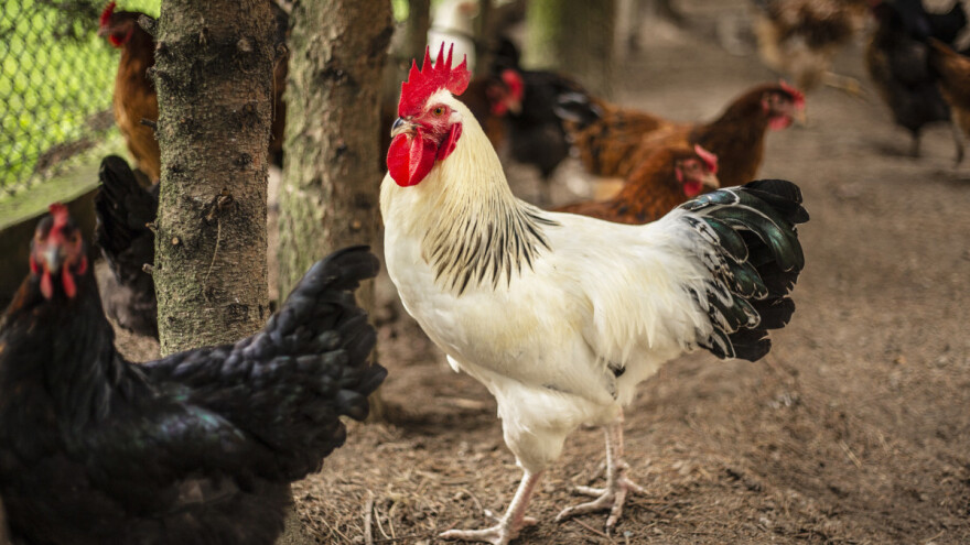 Zašto kokoši trebaju pijetla? Koliko ženki dolazi na jednog mužjaka?
