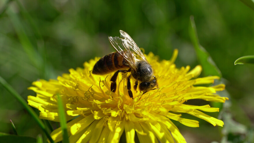 Maslačak nije samo prepoznatljivi ukras livada i polja - on je i ključan izvor hrane za pčele