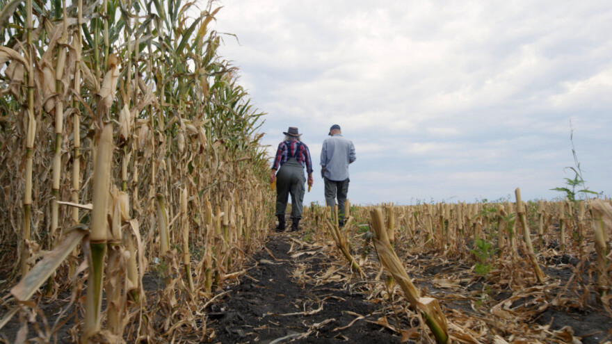 Popis poljoprivrede 2020: Manje žitarica i goveda, više industrijskih usjeva i svinja