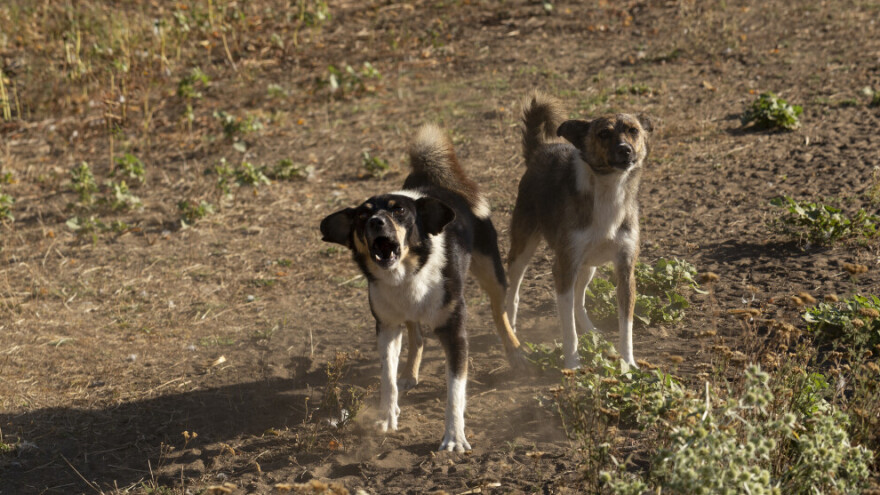 Šta se to dešava? Psi lutalice kolju jagnjad i ovce po Srbiji