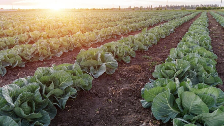 Treba li otkidati donje listove kupusa?